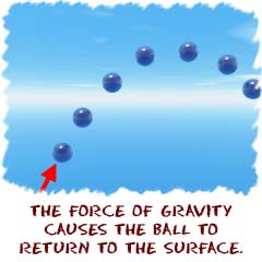 The force of gravity causes the ball to return to the surface.